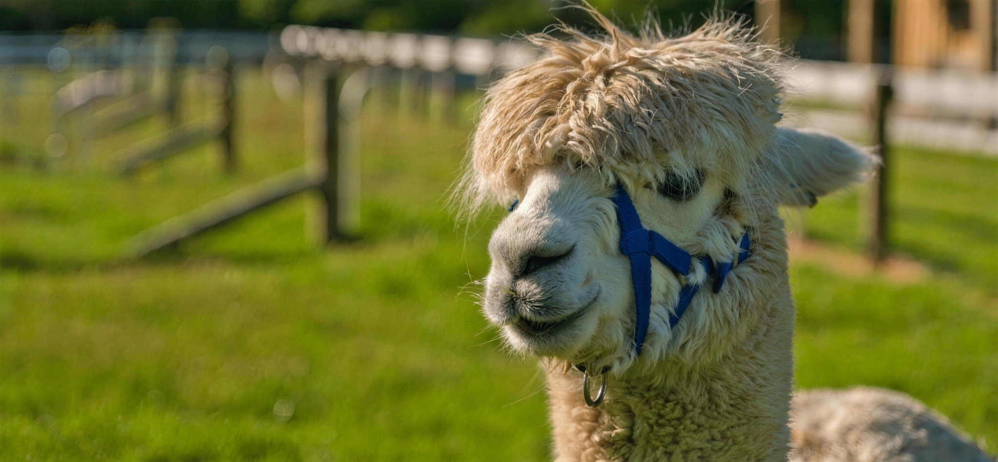A white alpaca looking at the camera