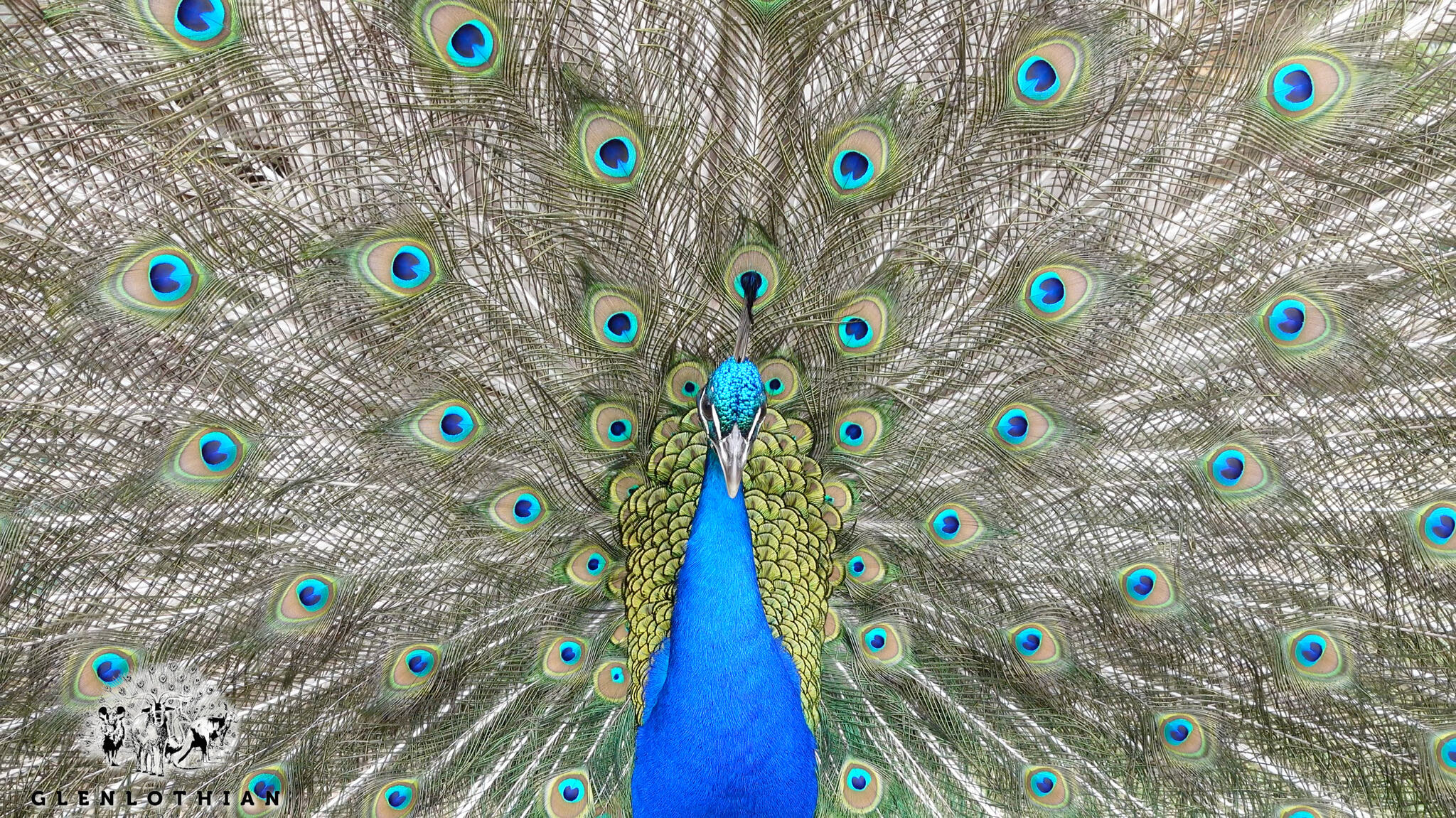 A peacock displaying its full train at Glenlothian Farm