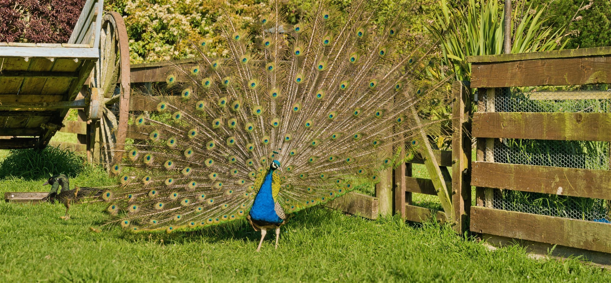 A peacock displaying his full train