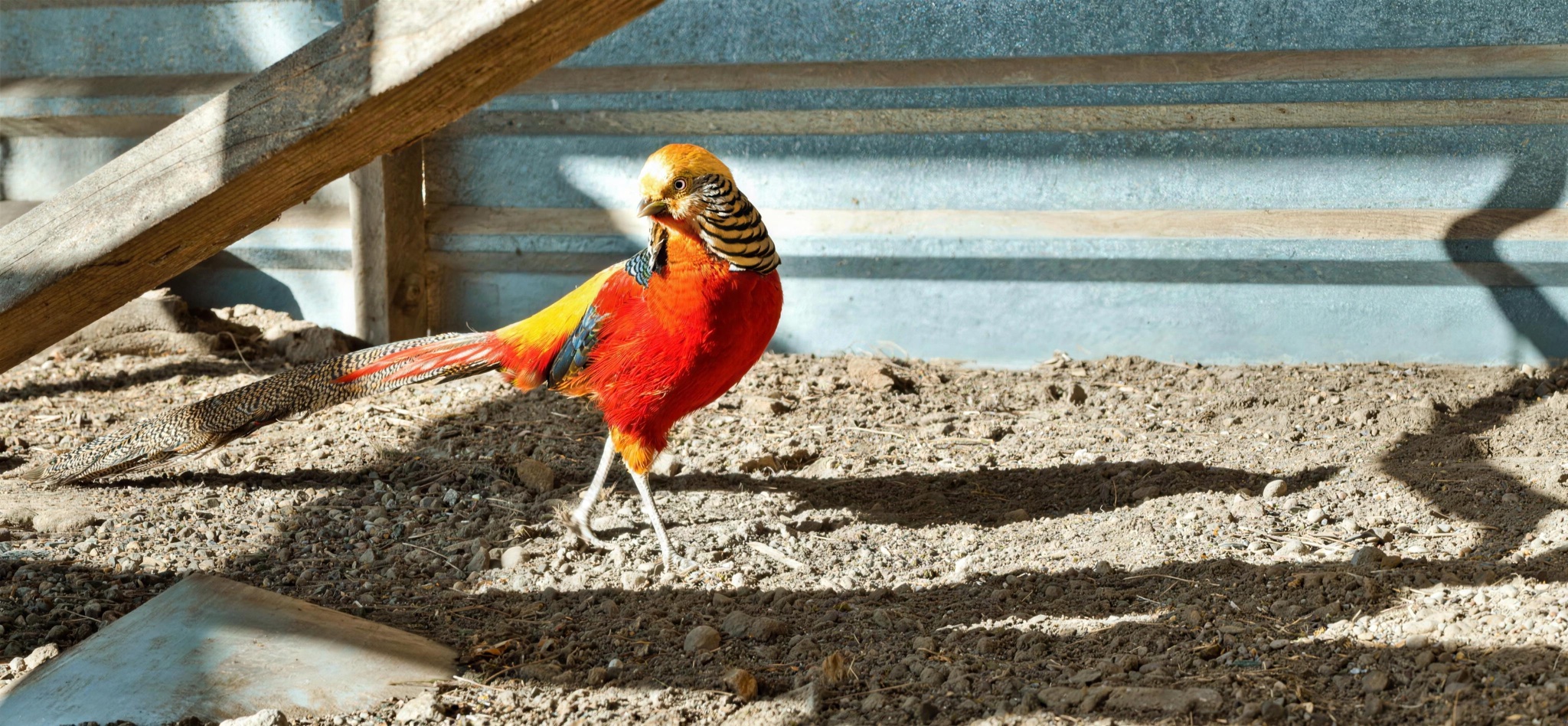 A golden pheasant