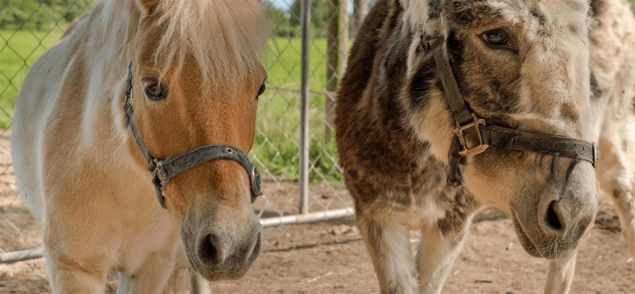 A Shetland pony