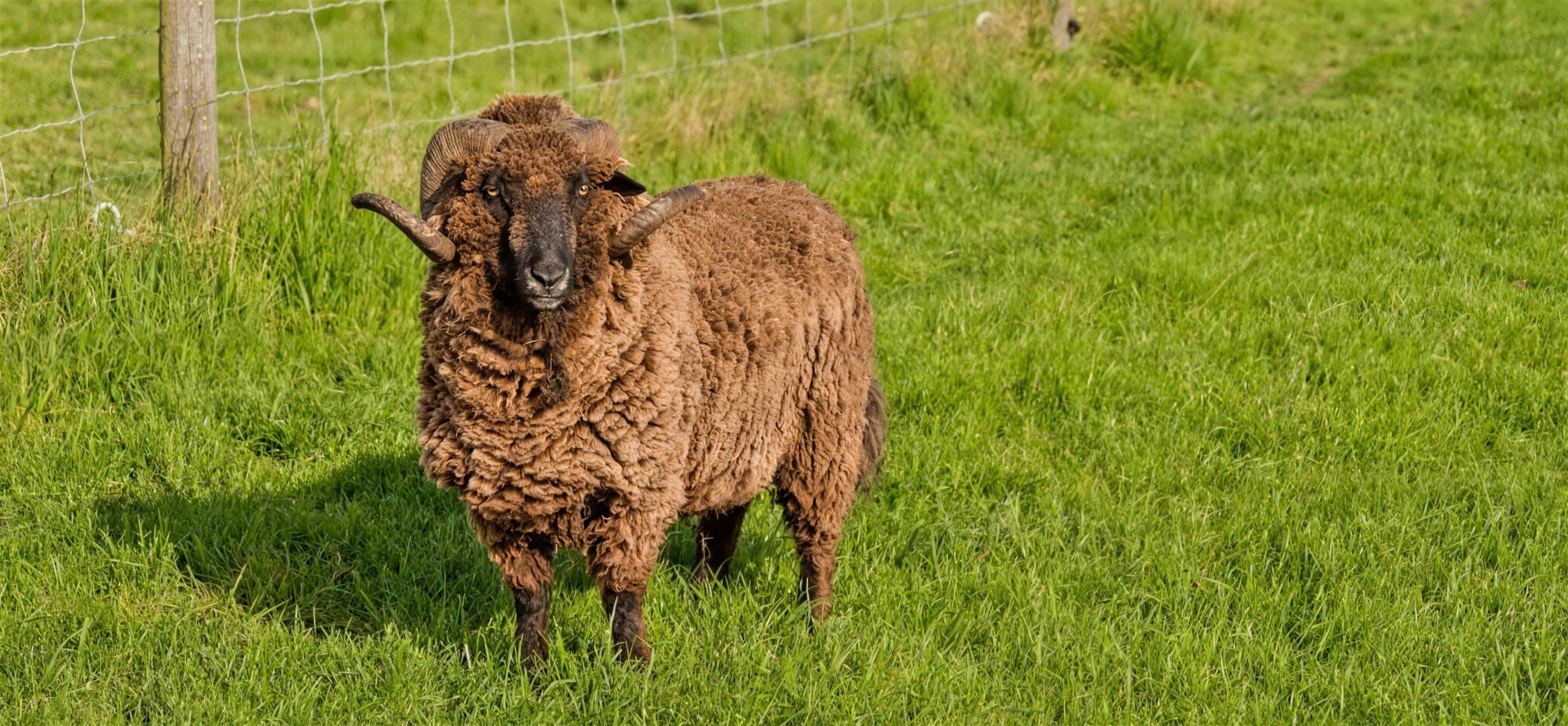 A ram in the paddock