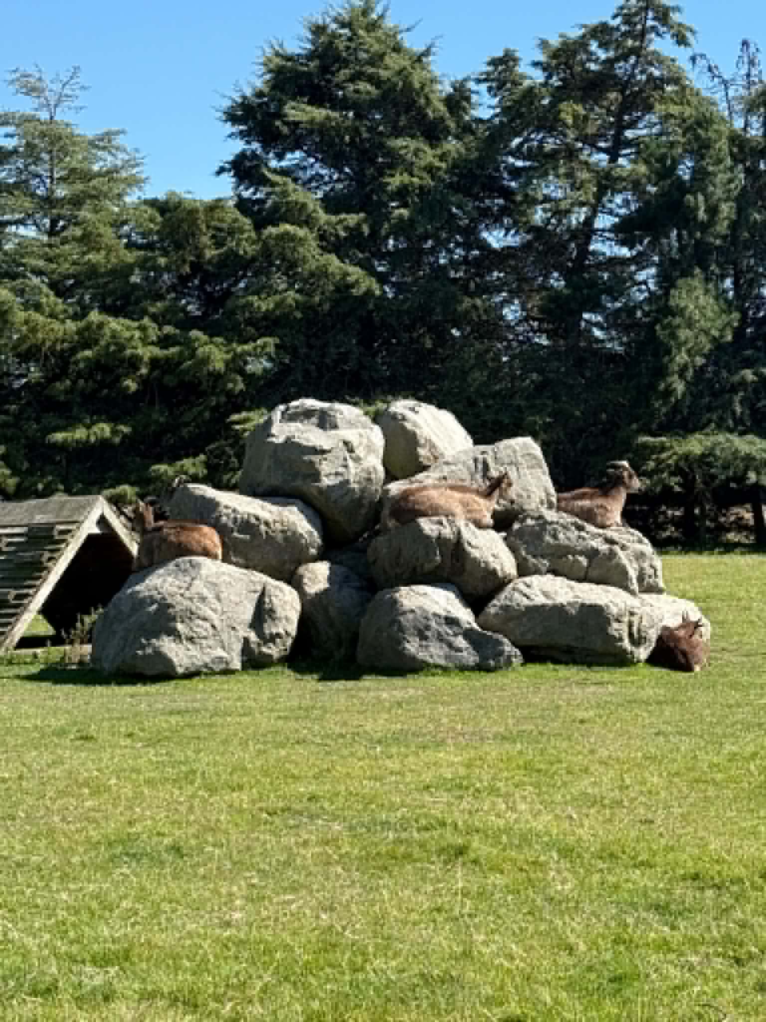 Himalayan tahr at Glenlothian Farm — animals you won't see on many farms