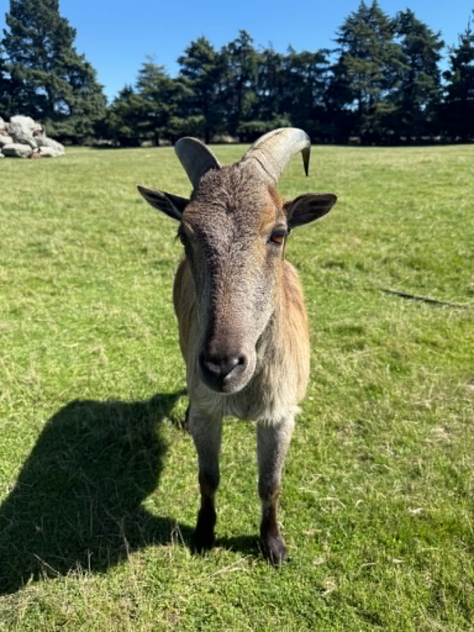 Our Himalayan tahr