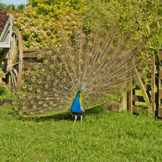 Peacock at Glenlothian animal farm