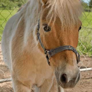 Shetland pony at Glenlothian animal farm